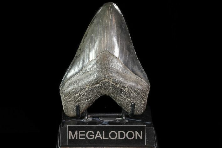 Serrated, Fossil Megalodon Tooth - Georgia #81676